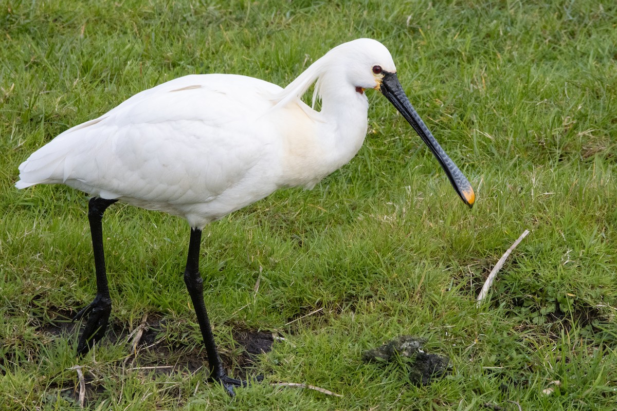 Eurasian Spoonbill - ML616475609