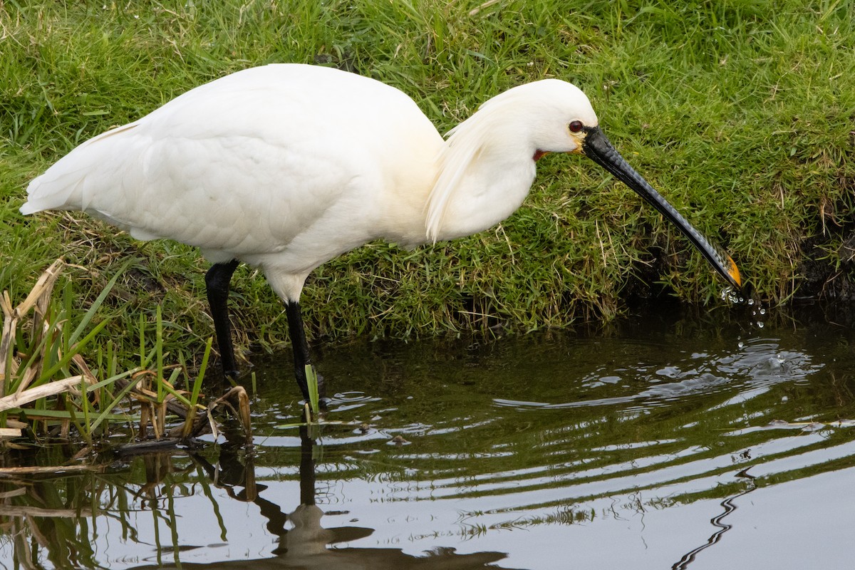 Eurasian Spoonbill - ML616475610