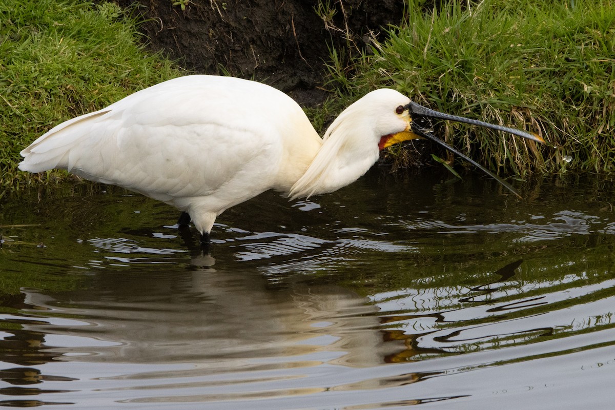 Eurasian Spoonbill - ML616475611