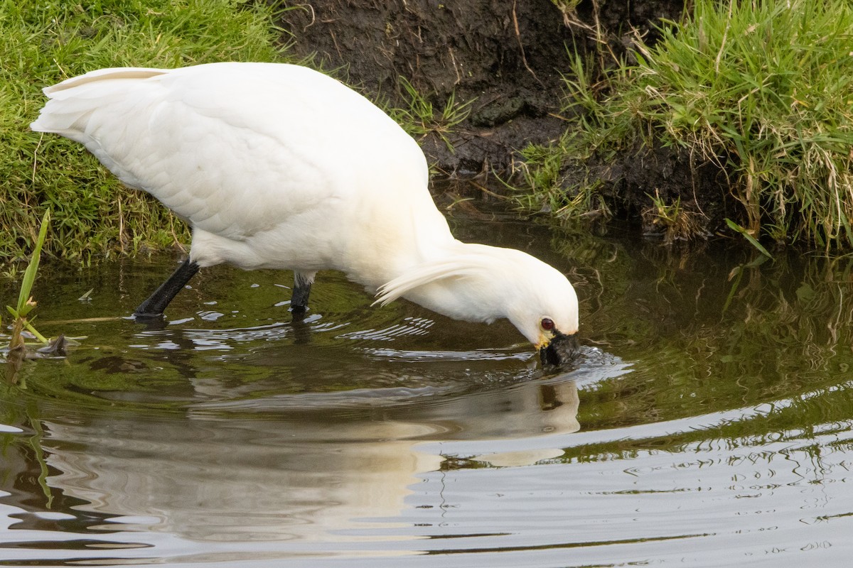Eurasian Spoonbill - ML616475612