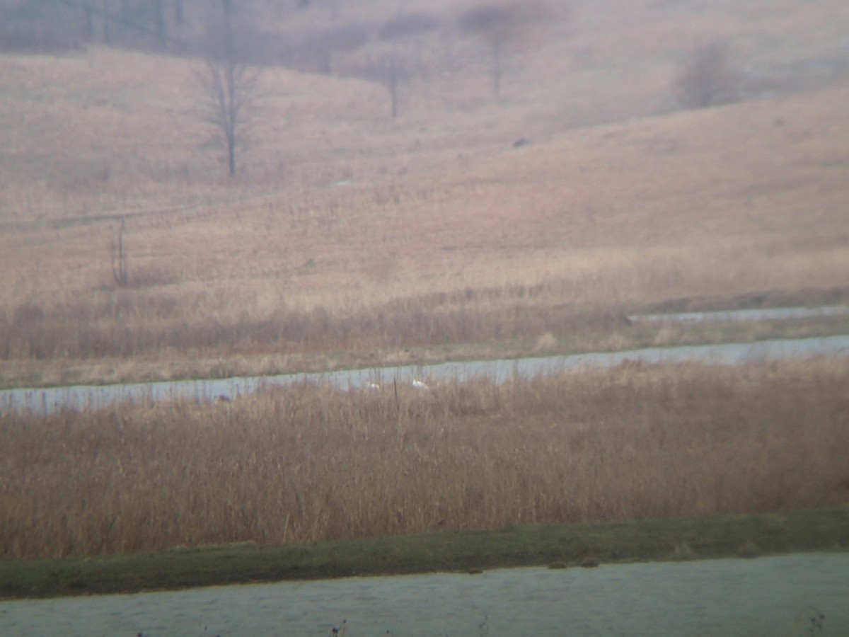 Whooping Crane - ML616475624