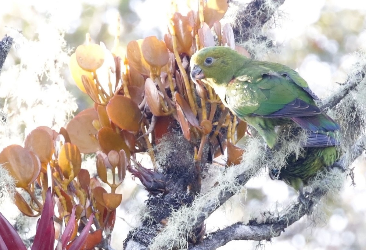 Indigo-winged Parrot - Trevor Ellery