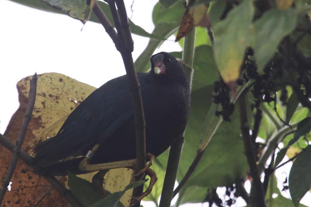 Purple Gallinule - ML616475670