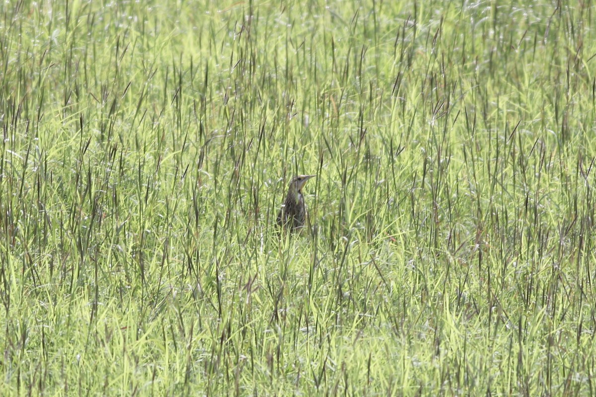 Eastern Meadowlark - ML616475674