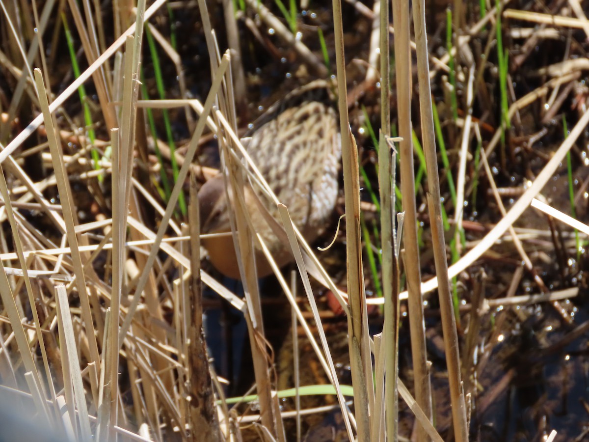 King Rail - Marcy Harrison