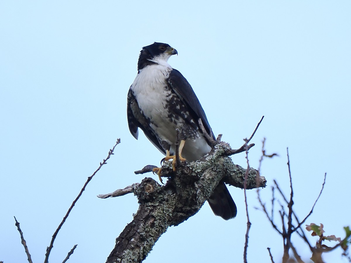 Black Goshawk - ML616475735