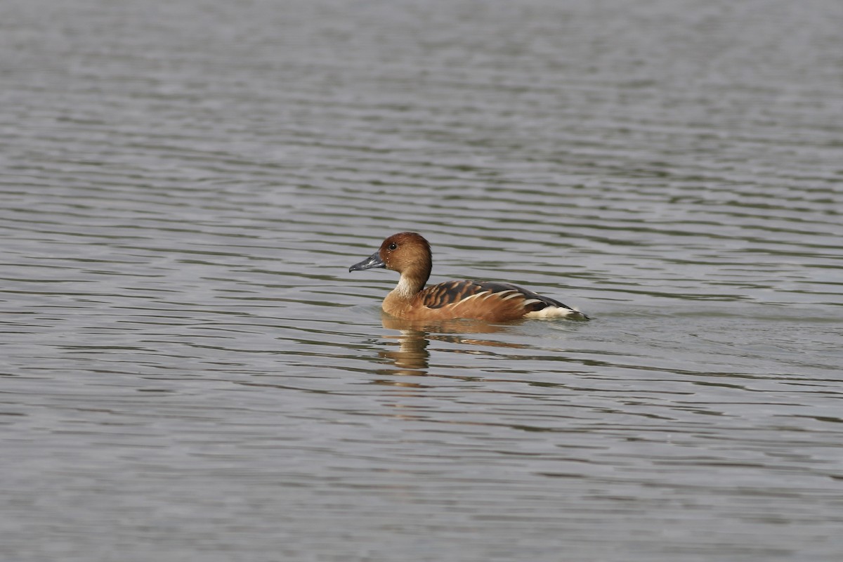 Dendrocygne fauve - ML616475774