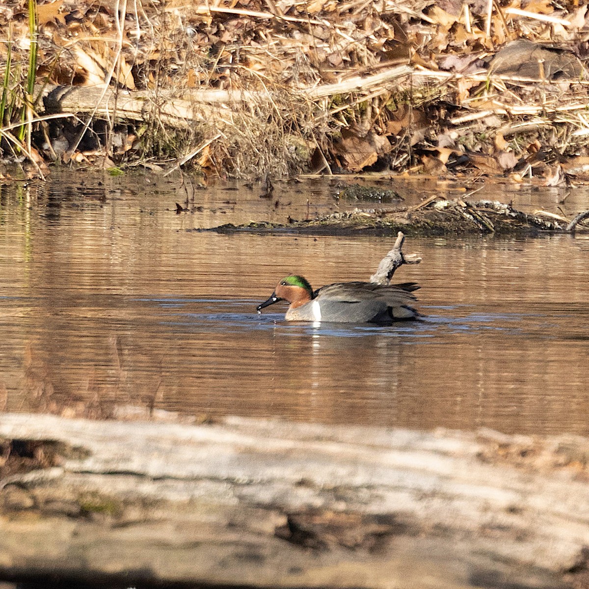 Green-winged Teal (American) - Mary McKitrick