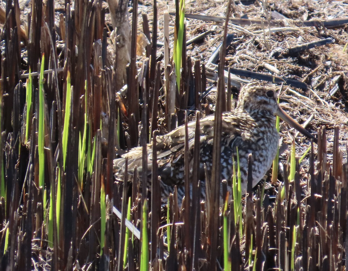 Wilson's Snipe - ML616475871