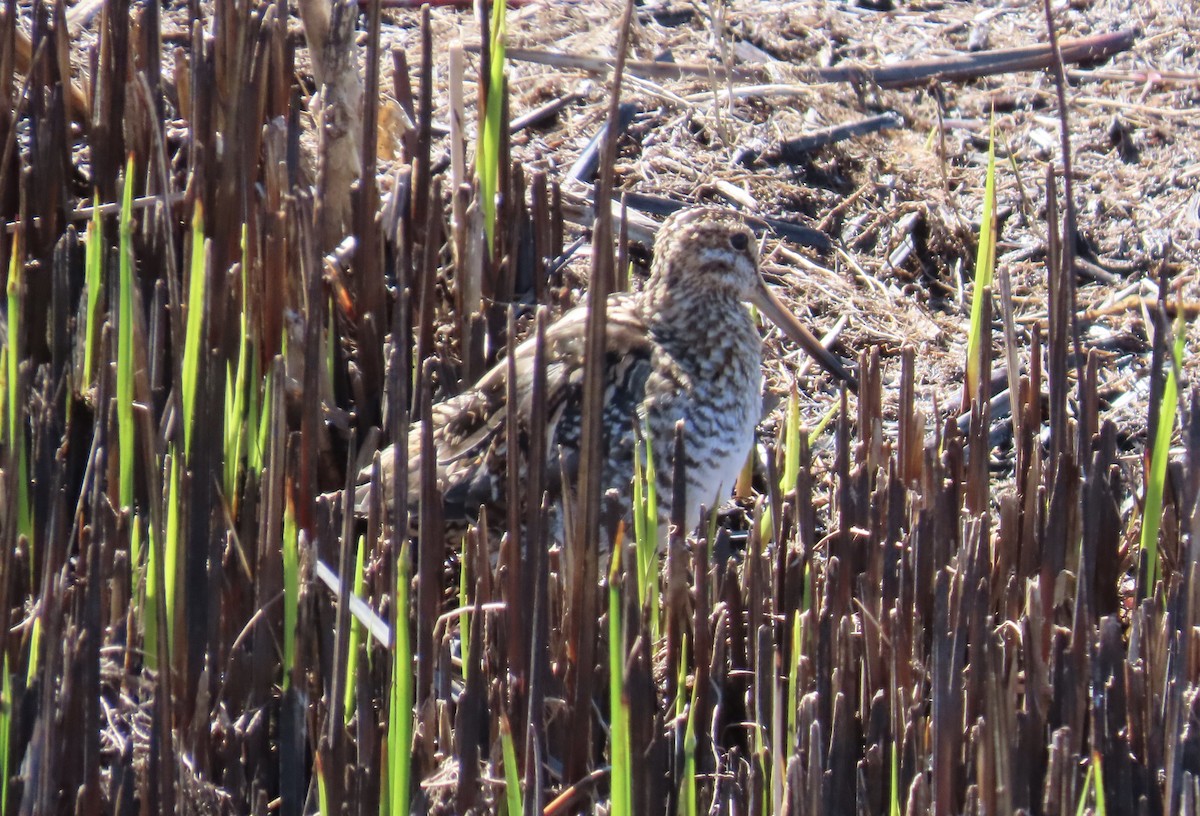 Wilson's Snipe - ML616475872