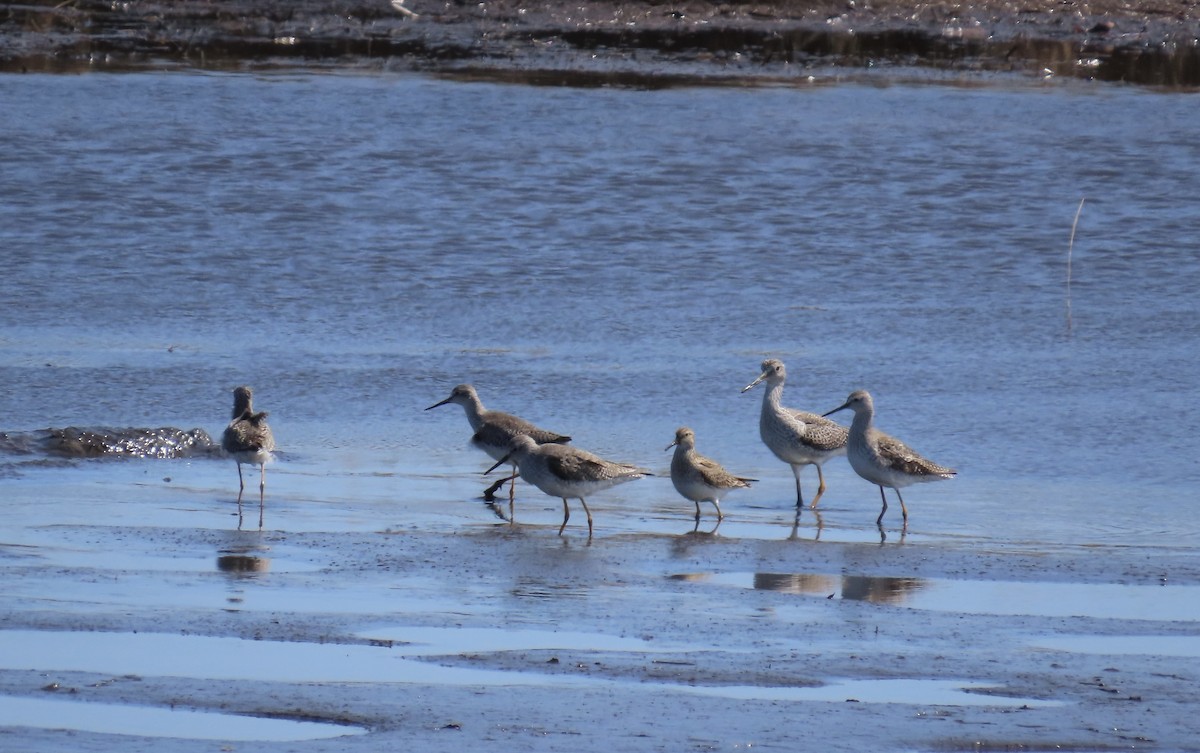 gulbeinsnipe/plystresnipe - ML616475887