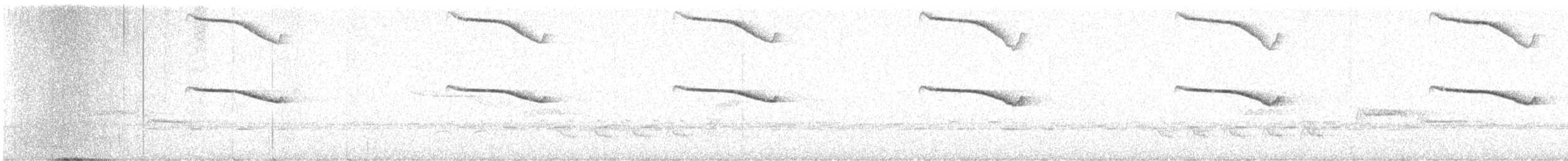 Breitspiegel-Nachtschwalbe - ML616475908