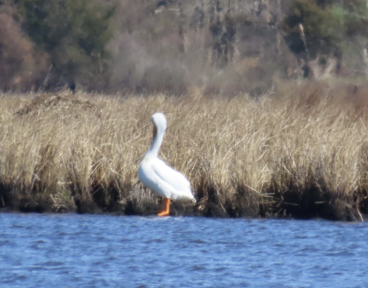 American White Pelican - ML616475924