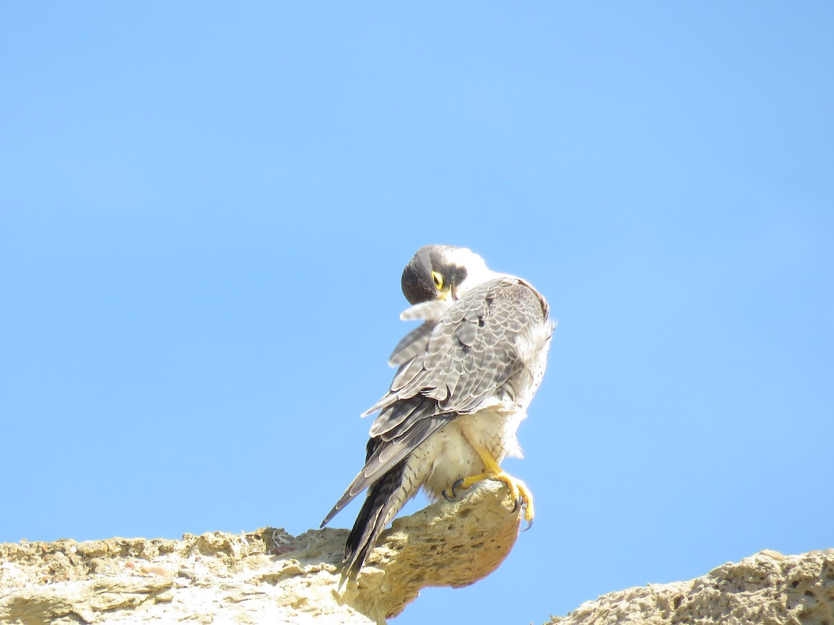 Peregrine Falcon - ML616475940