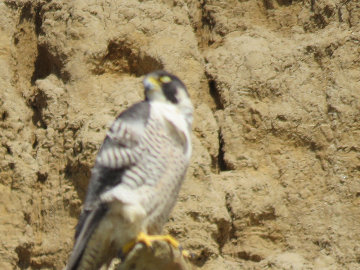 Peregrine Falcon - ML616475942