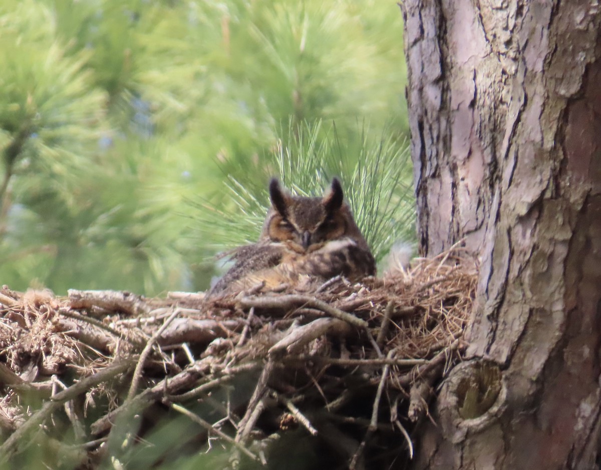 Great Horned Owl - ML616475961