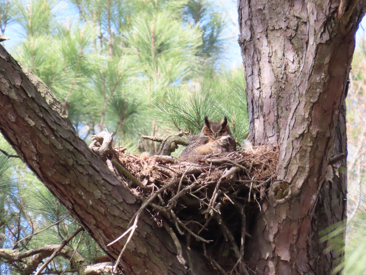 Great Horned Owl - ML616475963