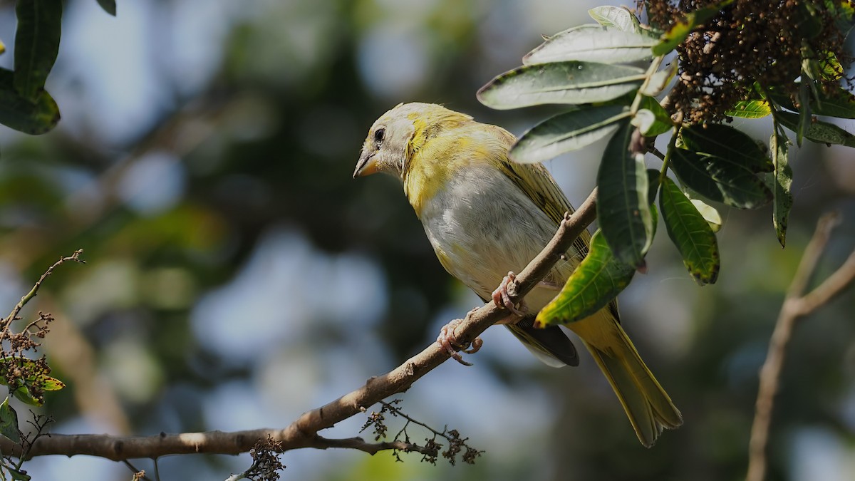 Saffron Finch - ML616475985