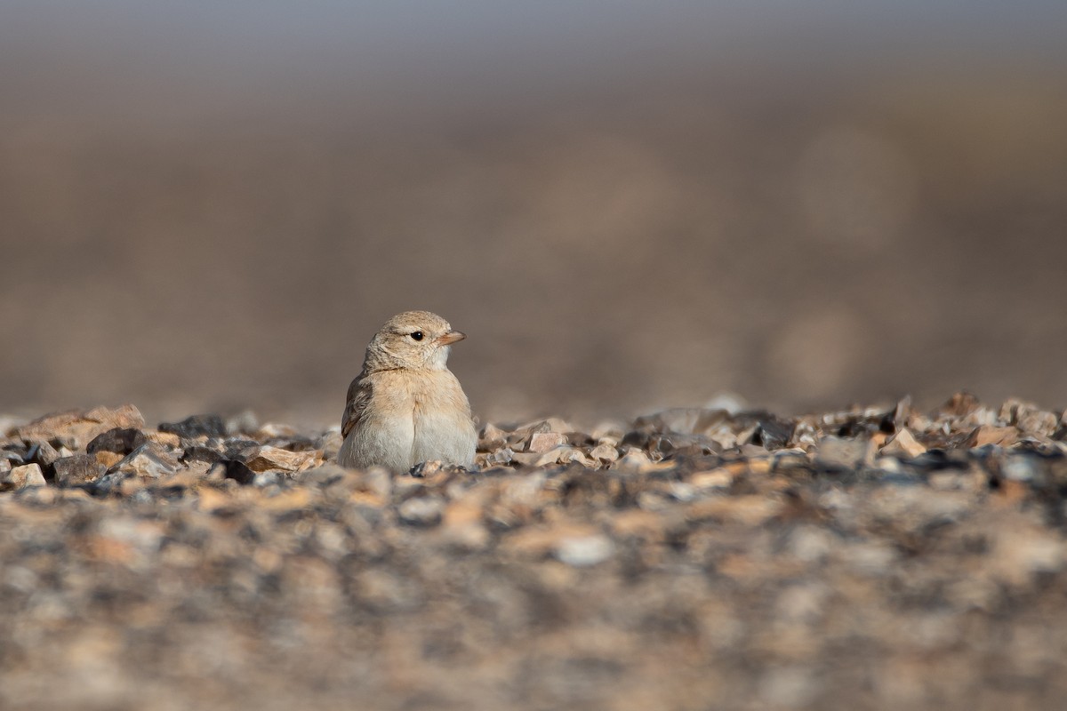 Bar-tailed Lark - Yonatan Gordon