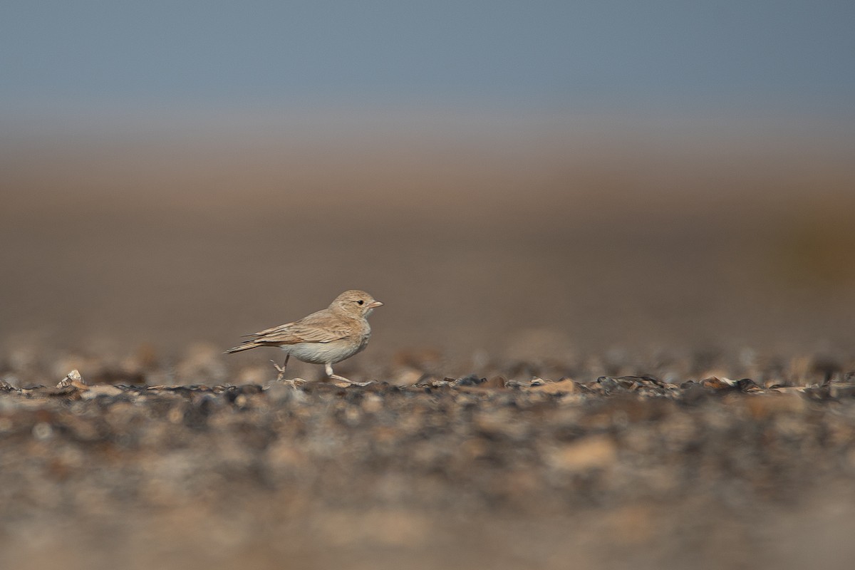 Bar-tailed Lark - Yonatan Gordon