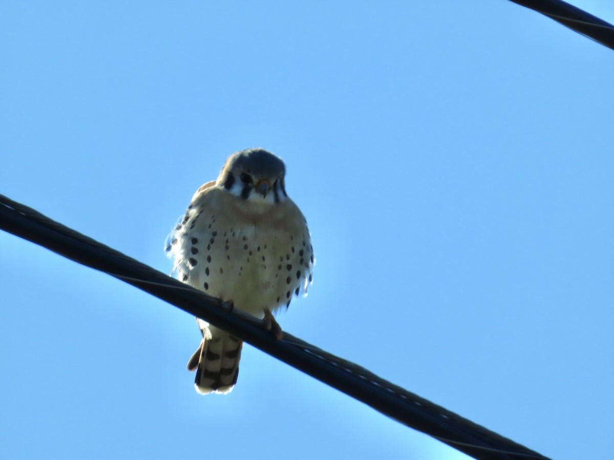 American Kestrel - ML616475997