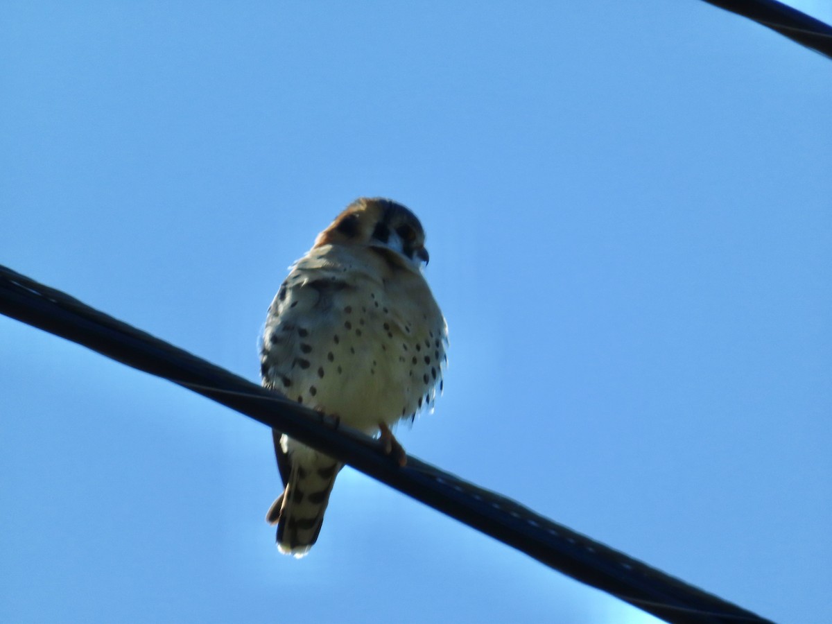 American Kestrel - ML616475998