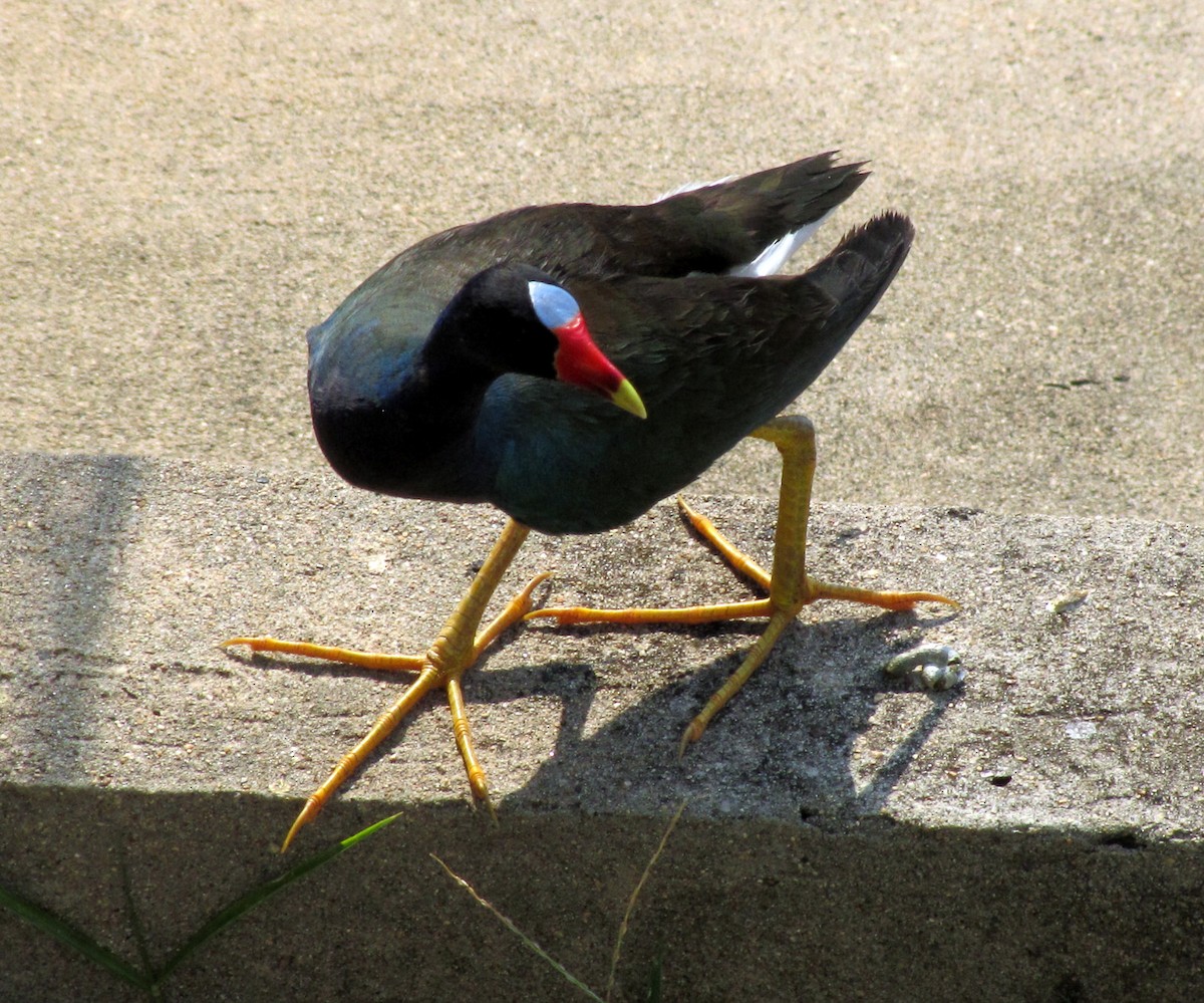 Purple Gallinule - ML616475999