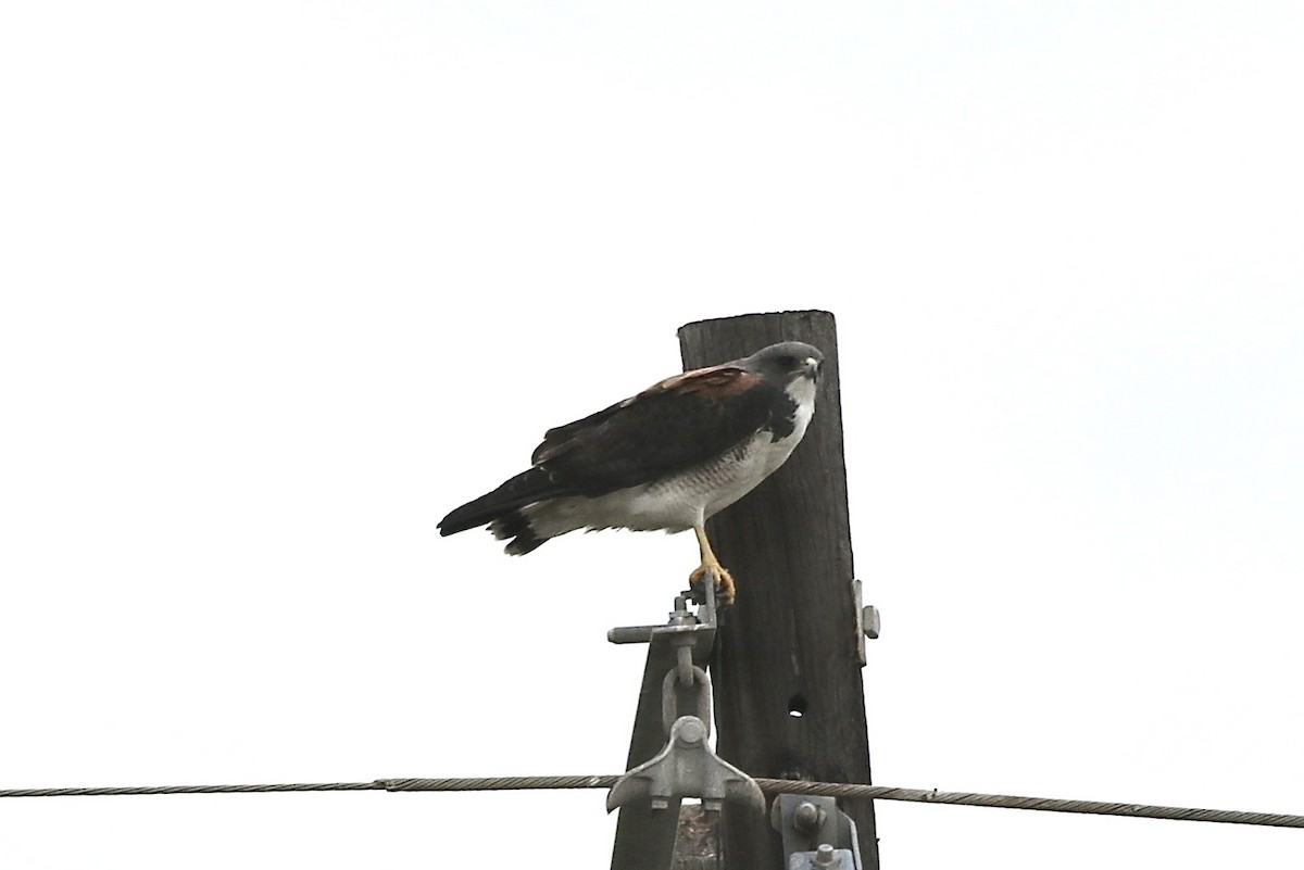 White-tailed Hawk - ML616476002