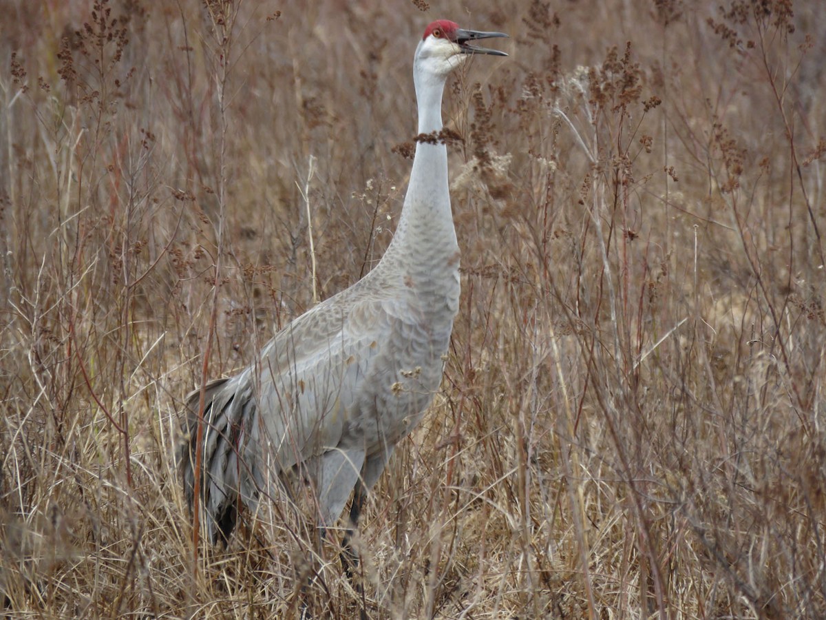 Grulla Canadiense - ML616476011