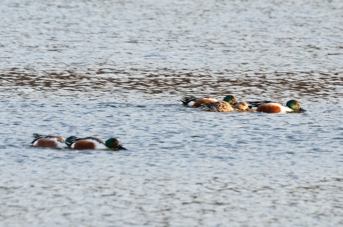 Northern Shoveler - David Britton