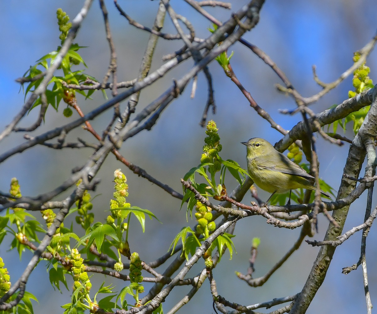 Orange-crowned Warbler - ML616476076