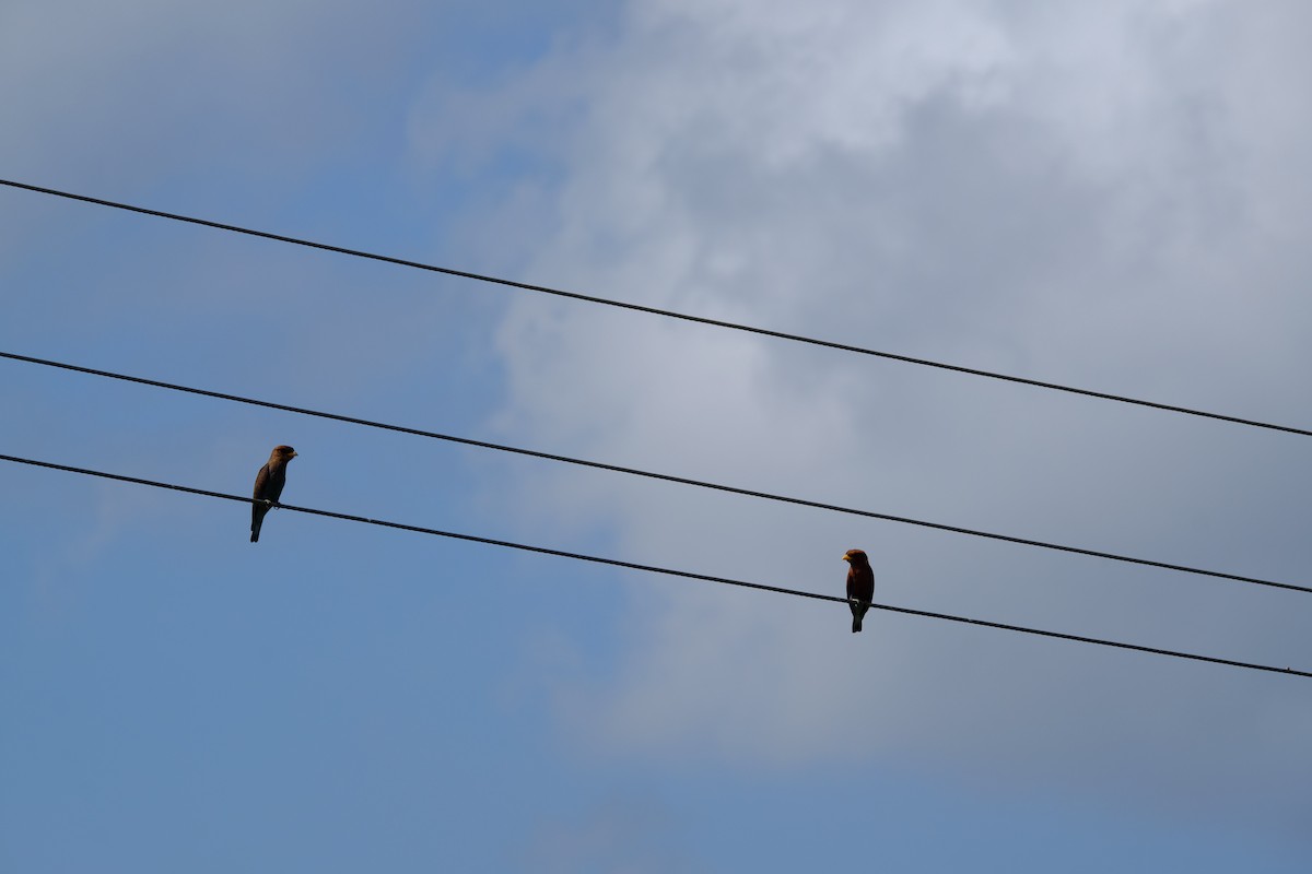 Broad-billed Roller - ML616476103