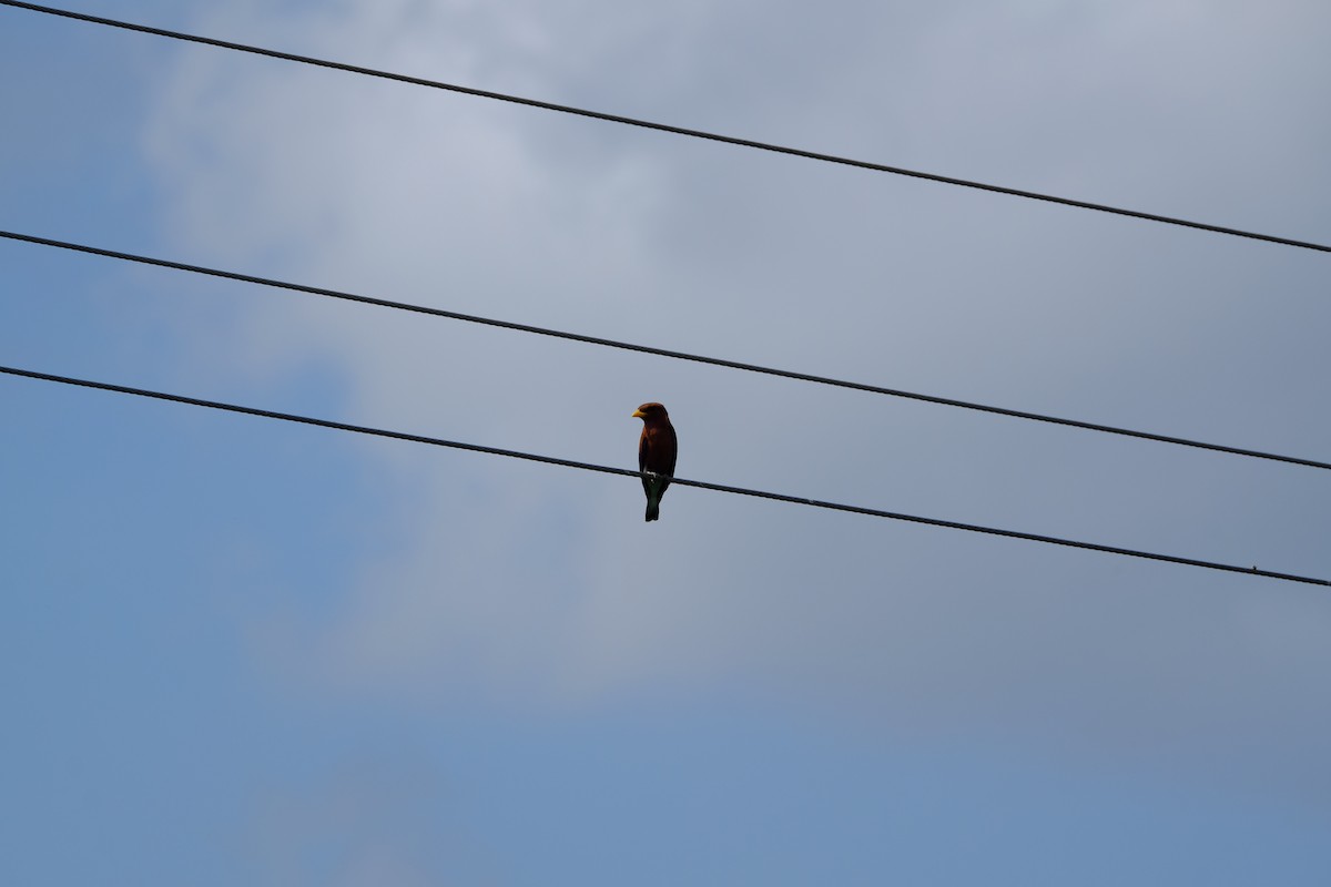 Broad-billed Roller - ML616476104