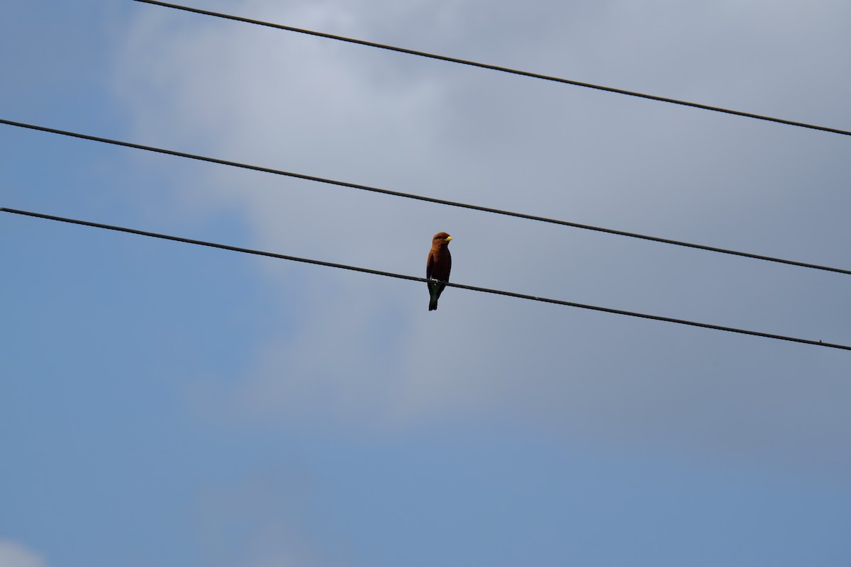 Broad-billed Roller - ML616476106