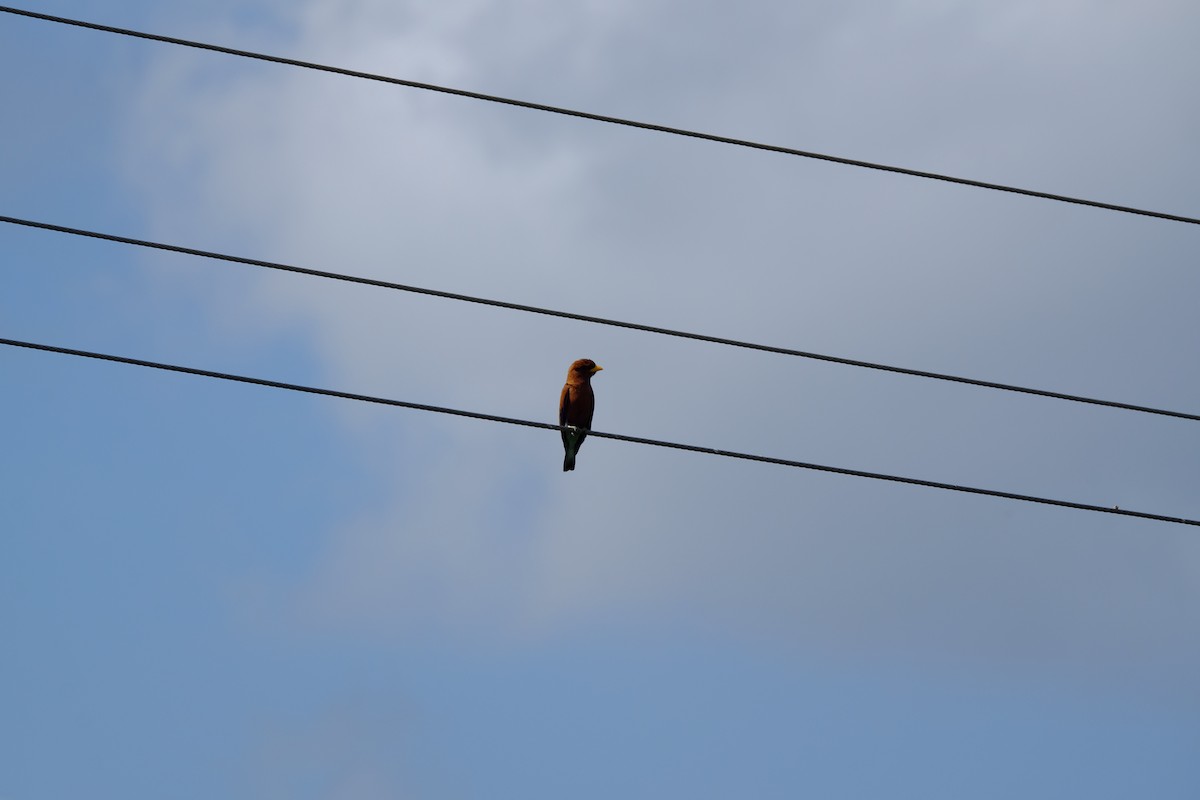 Broad-billed Roller - ML616476107