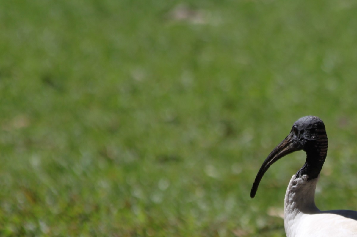 Australian Ibis - ML616476117