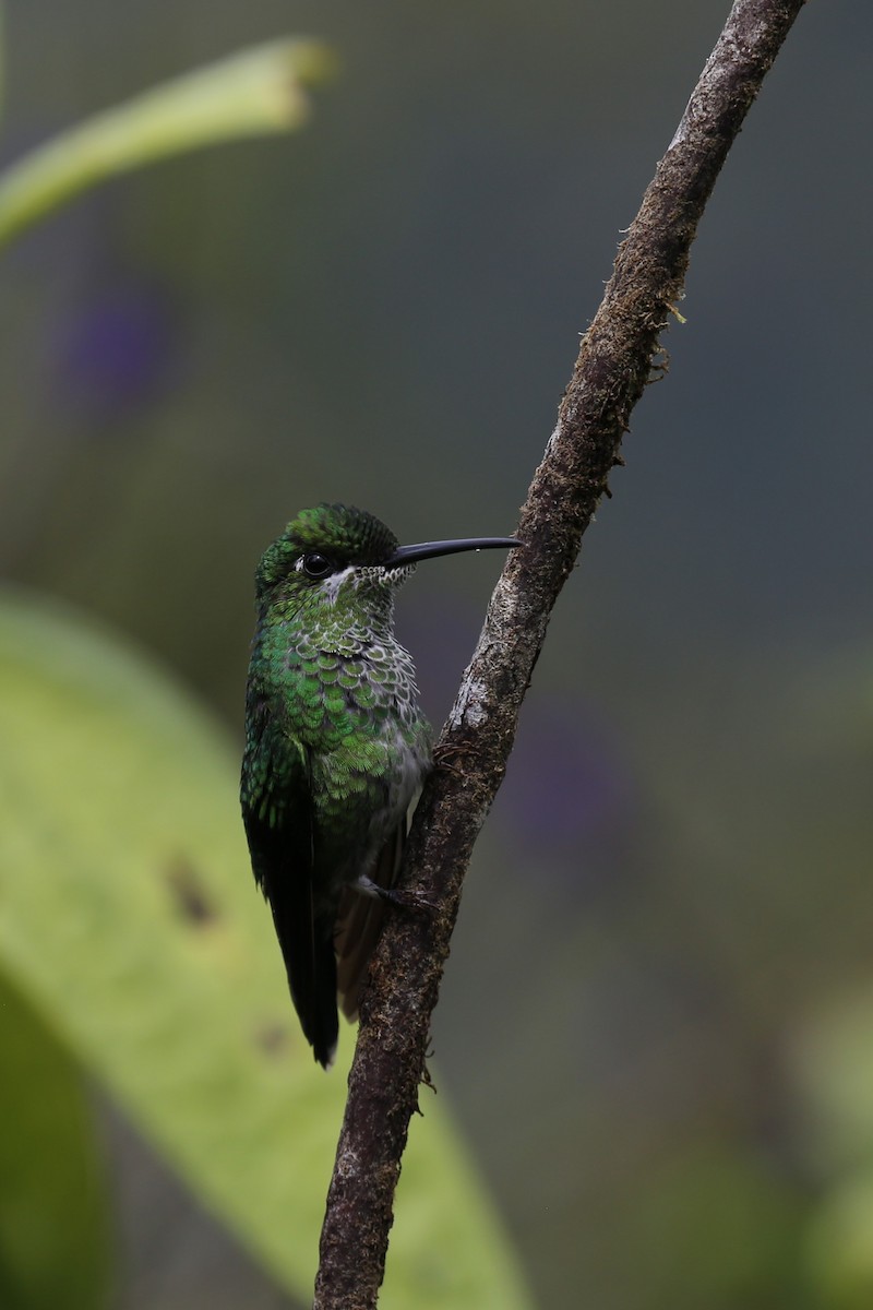 Green-crowned Brilliant - ML616476139