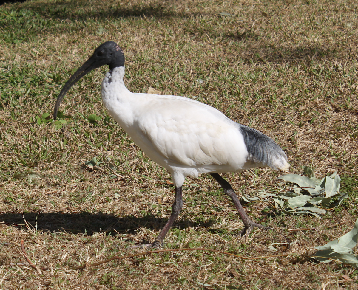 ibis australský - ML616476150