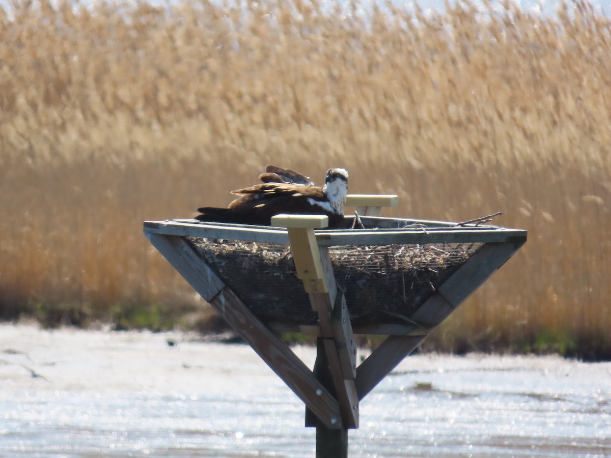 Balbuzard pêcheur - ML616476185