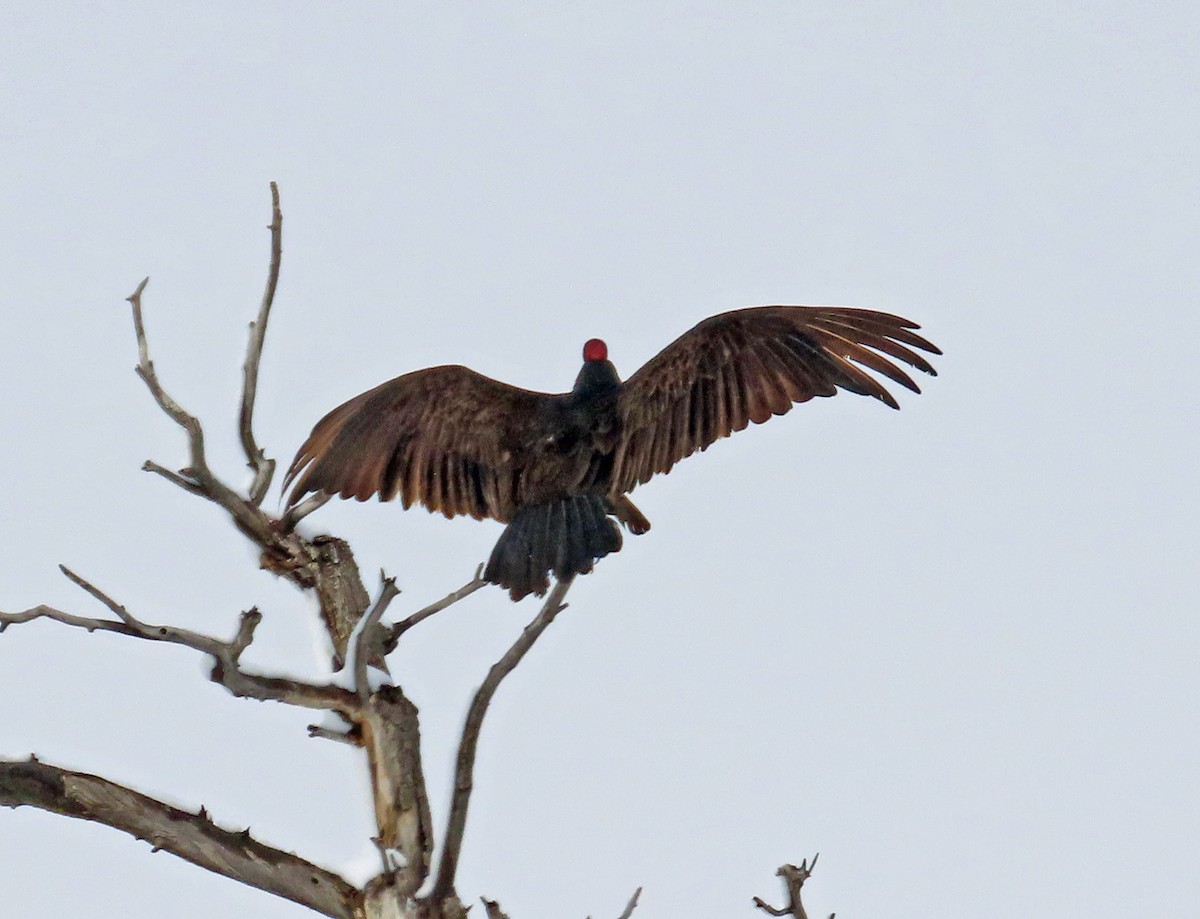 Urubu à tête rouge - ML616476191