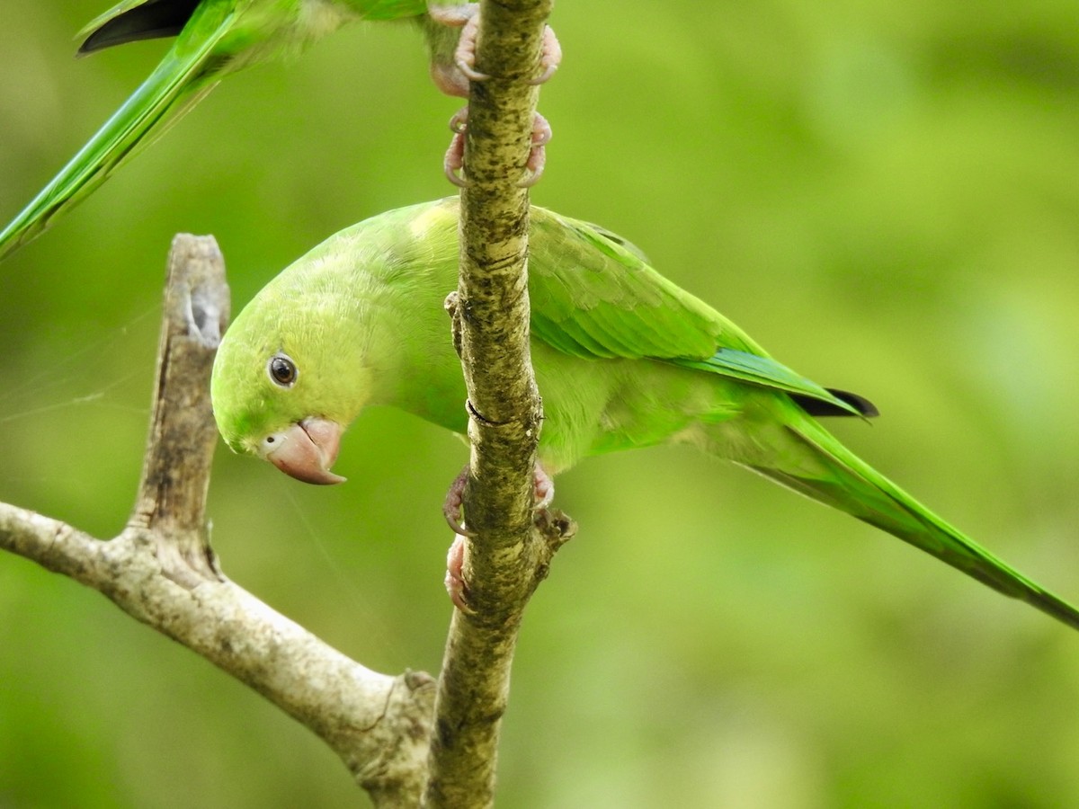 Plain Parakeet - ML616476210