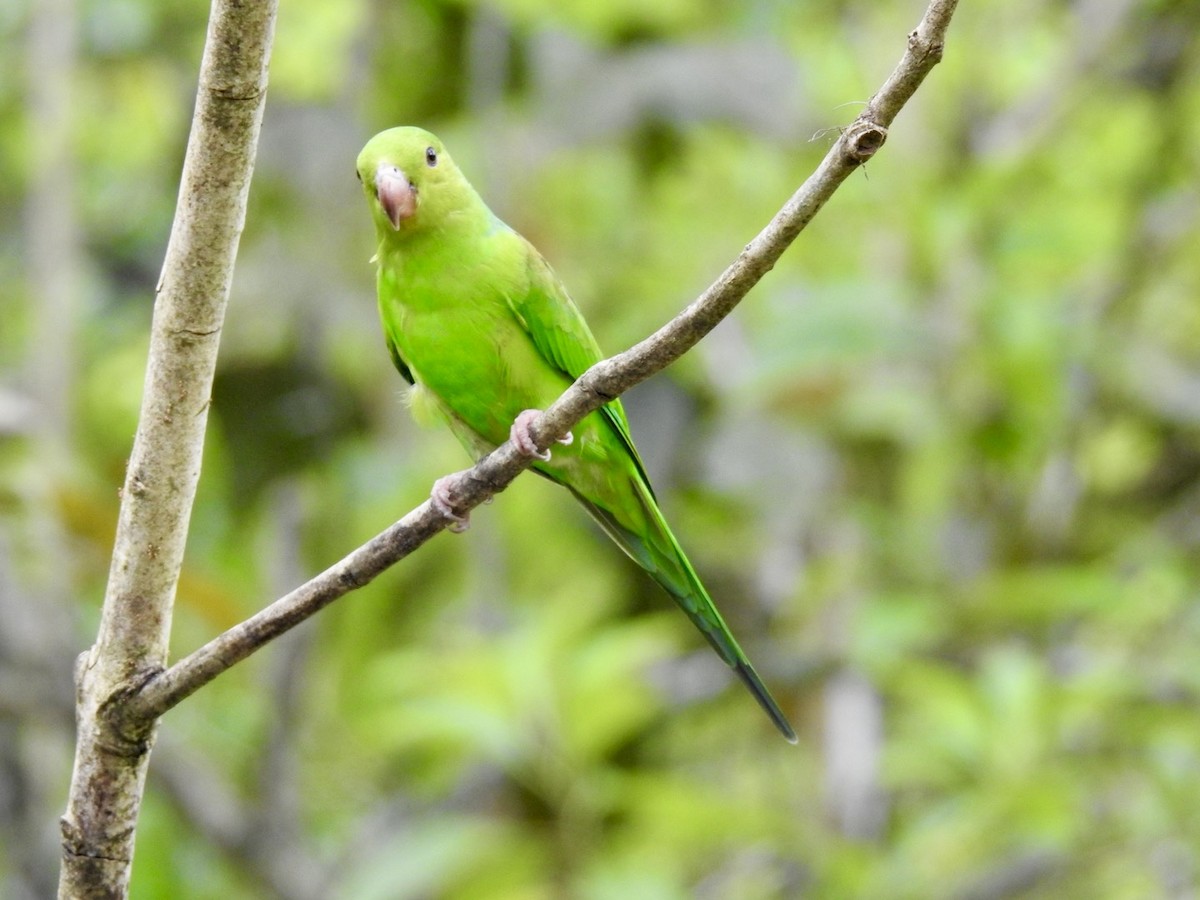 Plain Parakeet - ML616476213