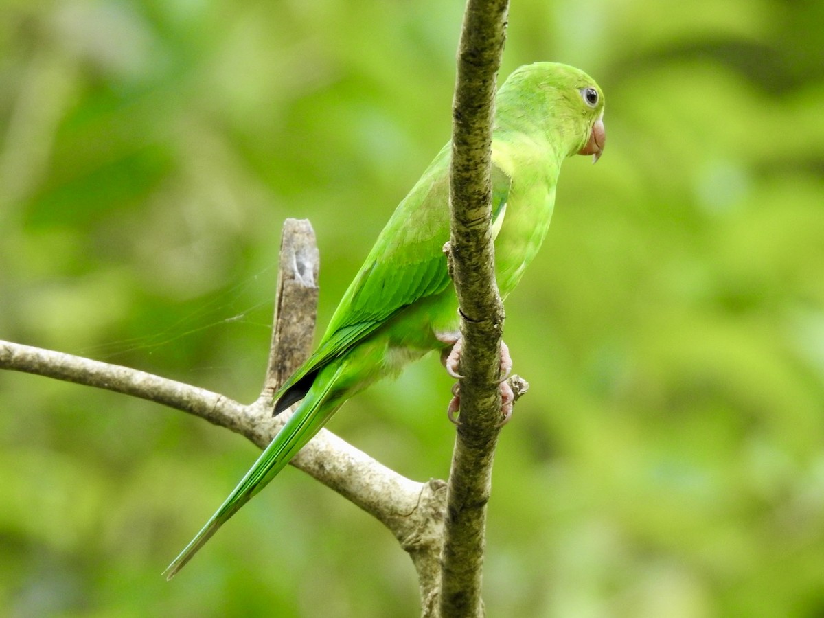 Plain Parakeet - ML616476214