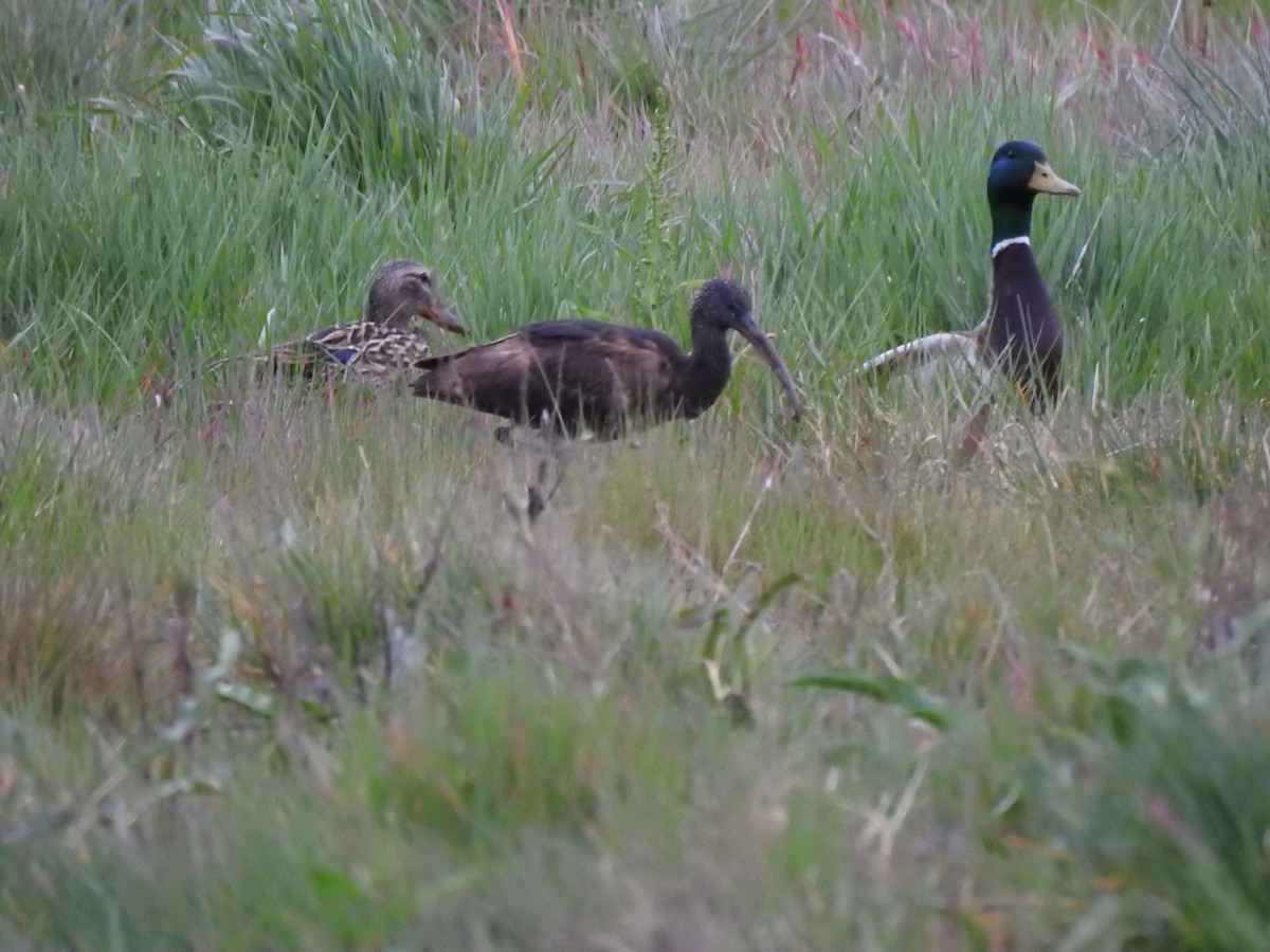 Glossy Ibis - ML616476234