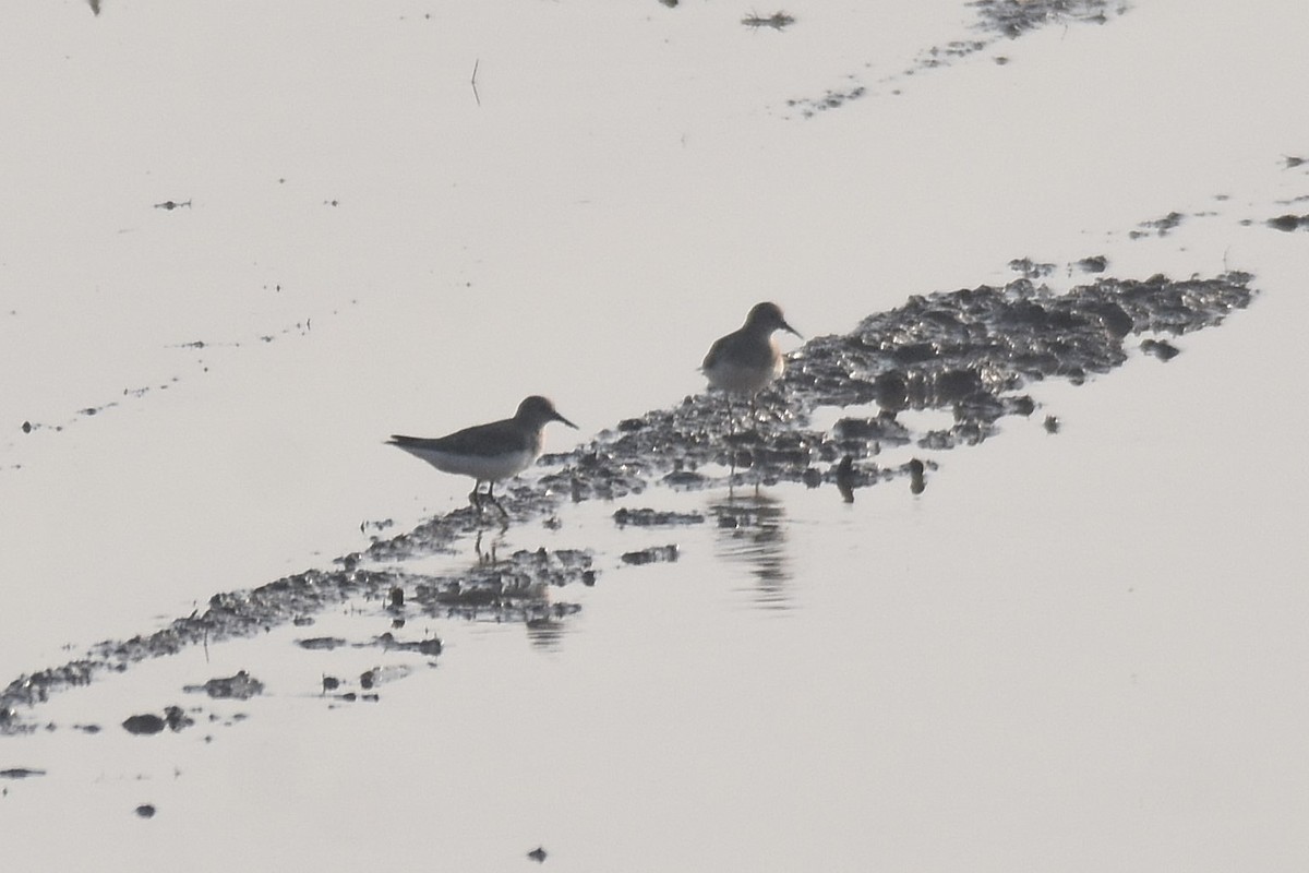 Temminck's Stint - Lukasz Pulawski