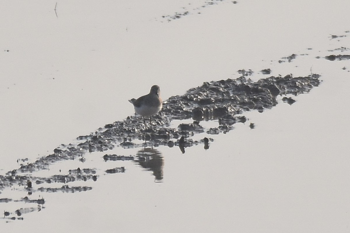 Temminck's Stint - Lukasz Pulawski