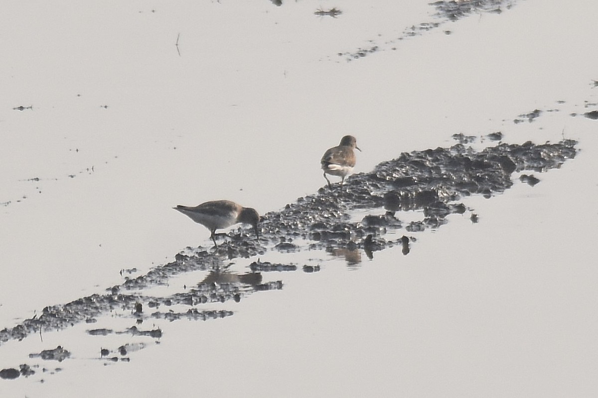 Temminck's Stint - ML616476254