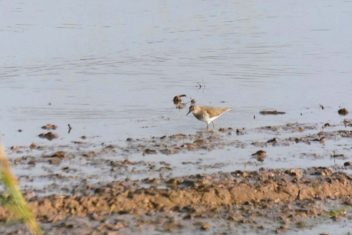 Temminck's Stint - ML616476301