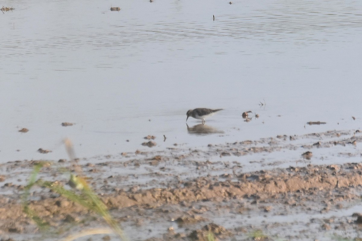 Temminck's Stint - Lukasz Pulawski