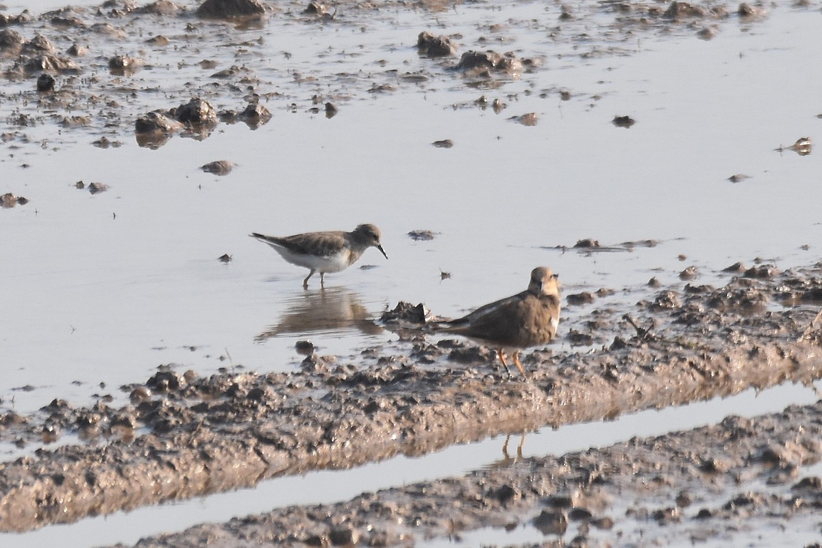 Temminck's Stint - Lukasz Pulawski